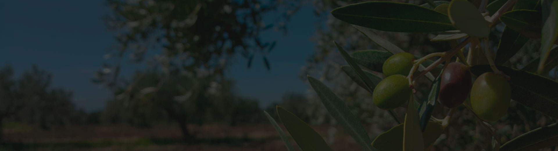 fondo-imagen-titulo-de-pagina